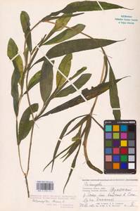 Potamogeton lucens L., Eastern Europe, Western region (E3) (Russia)