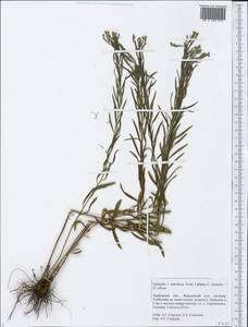 Galatella ×subvillosa Tzvelev, Eastern Europe, Central forest-and-steppe region (E6) (Russia)