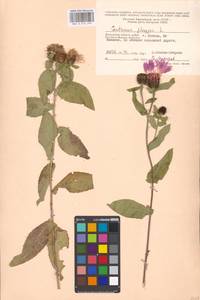 Centaurea phrygia L., Eastern Europe, Moscow region (E4a) (Russia)