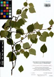 Betula pendula × pubescens, Siberia, Baikal & Transbaikal region (S4) (Russia)
