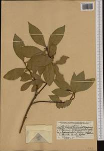 Laurus nobilis L., Western Europe (EUR) (Albania)