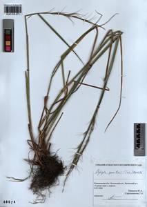 Elymus reflexiaristatus subsp. reflexiaristatus, Siberia, Altai & Sayany Mountains (S2) (Russia)