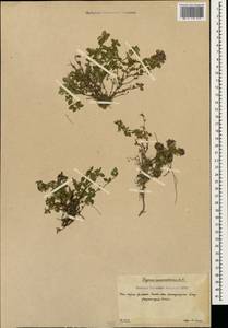 Thymus nummularius M.Bieb., Caucasus, South Ossetia (K4b) (South Ossetia)