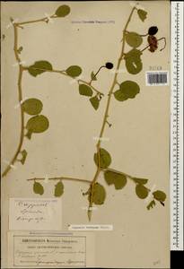 Capparis spinosa var. herbacea (Willd.) Fici, Caucasus, Black Sea Shore (from Novorossiysk to Adler) (K3) (Russia)
