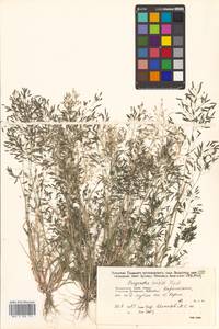 Eragrostis minor Host, Siberia, Russian Far East (S6) (Russia)