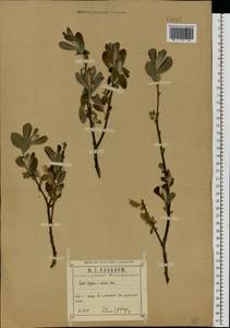 Salix caprea × cinerea, Eastern Europe, Central region (E4) (Russia)