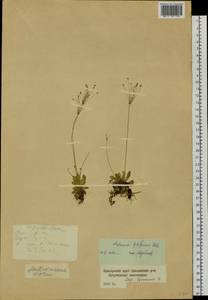 Androsace filiformis Retz., Siberia, Russian Far East (S6) (Russia)