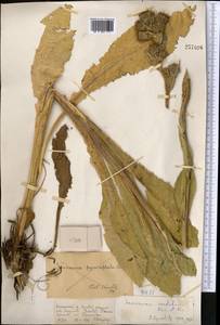 Saussurea sordida Kar. & Kir., Middle Asia, Dzungarian Alatau & Tarbagatai (M5) (Kazakhstan)