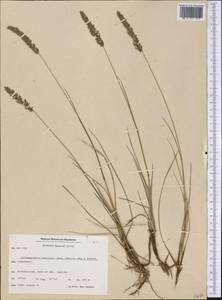 Calamagrostis stricta (Timm) Koeler, America (AMER) (Greenland)