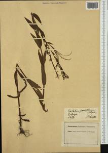 Epilobium parviflorum Schreb., Western Europe (EUR) (Germany)