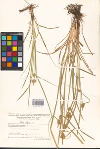 Carex flava L., Eastern Europe, Moscow region (E4a) (Russia)