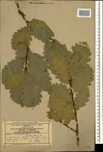 Quercus iberica × macranthera, Caucasus, Armenia (K5) (Armenia)