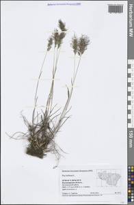 Poa bulbosa L., Eastern Europe, Central region (E4) (Russia)