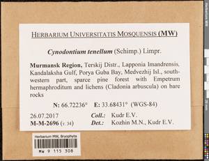 Cynodontium tenellum (Schimp.) Limpr., Bryophytes, Bryophytes - Karelia, Leningrad & Murmansk Oblasts (B4) (Russia)