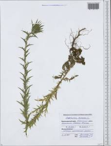 Carthamus lanatus L., Caucasus, Krasnodar Krai & Adygea (K1a) (Russia)