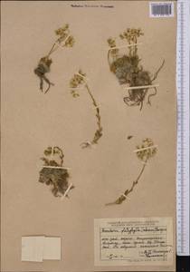 Rosularia platyphylla (Schrenk) A. Berger, Middle Asia, Dzungarian Alatau & Tarbagatai (M5) (Kazakhstan)