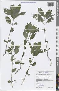 Mentha arvensis L., Siberia, Baikal & Transbaikal region (S4) (Russia)