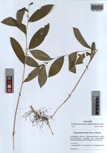 KUZ 003 481, Polygonatum humile Fisch. ex Maxim., Siberia, Altai & Sayany Mountains (S2) (Russia)