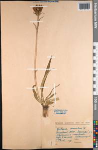 Gentiana decumbens L. fil., Siberia, Yakutia (S5) (Russia)