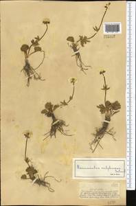Ranunculus sulphureus, Middle Asia, Dzungarian Alatau & Tarbagatai (M5) (Kazakhstan)