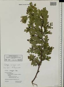 Crataegus monogyna Jacq., Eastern Europe, Central region (E4) (Russia)