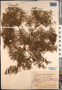 Taxus cuspidata Siebold & Zucc., Siberia, Russian Far East (S6) (Russia)