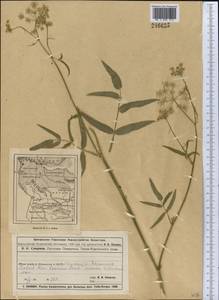 Sium sisarum L., Middle Asia, Northern & Central Kazakhstan (M10) (Kazakhstan)