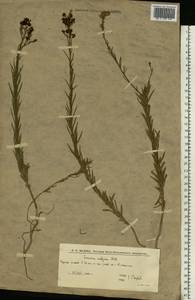 Linaria vulgaris Mill., Eastern Europe, Lower Volga region (E9) (Russia)