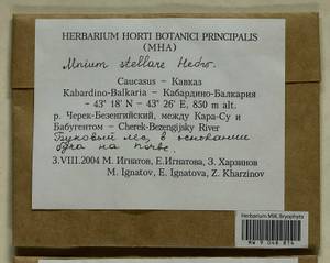 Mnium stellare Hedw., Bryophytes, Bryophytes - North Caucasus & Ciscaucasia (B12) (Russia)