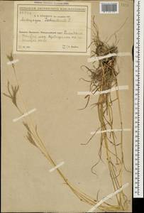 Bothriochloa ischaemum (L.) Keng, Caucasus, Black Sea Shore (from Novorossiysk to Adler) (K3) (Russia)