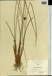 Juncus conglomeratus L., Eastern Europe, Central region (E4) (Russia)