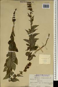 Asyneuma campanuloides (M.Bieb. ex Sims) Bornm., Caucasus, Armenia (K5) (Armenia)