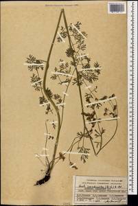 Gasparinia peucedanoides (M. Bieb.) Thell., Caucasus, Armenia (K5) (Armenia)