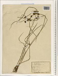 Cyperus difformis L., South Asia, South Asia (Asia outside ex-Soviet states and Mongolia) (ASIA) (North Korea)