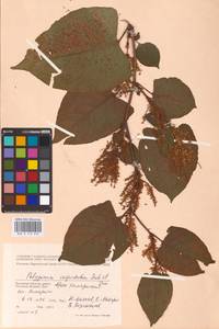 Reynoutria japonica Houtt., Eastern Europe, Western region (E3) (Russia)