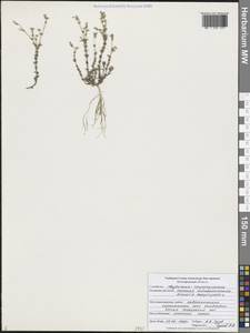 Arenaria serpyllifolia L., Eastern Europe, Central forest-and-steppe region (E6) (Russia)