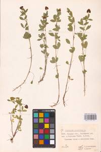 Trifolium spadiceum L., Eastern Europe, Belarus (E3a) (Belarus)