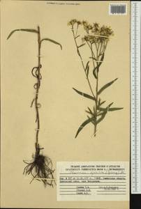 Achillea ptarmica subsp. ptarmica, Siberia, Chukotka & Kamchatka (S7) (Russia)