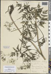 Chaerophyllum bulbosum L., Eastern Europe, Moscow region (E4a) (Russia)