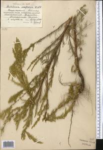 Artemisia scoparia Waldst. & Kit., Middle Asia, Dzungarian Alatau & Tarbagatai (M5) (Kazakhstan)