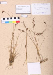 Juncus persicus subsp. libanoticus (Thiébaut) Novikov & Snogerup, Siberia, Altai & Sayany Mountains (S2) (Russia)