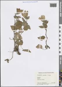 Campanula pendula M.Bieb., Caucasus, Krasnodar Krai & Adygea (K1a) (Russia)