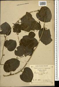 Smilax excelsa L., Caucasus, Black Sea Shore (from Novorossiysk to Adler) (K3) (Russia)