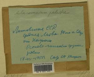 Aulacomnium palustre (Hedw.) Schwägr., Bryophytes, Bryophytes - Baltic States (B1) (Lithuania)