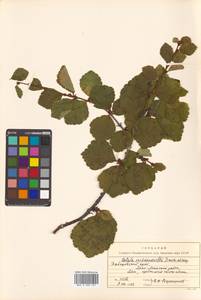 Betula fruticosa Pall., Siberia, Russian Far East (S6) (Russia)