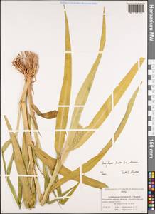 Sorghum bicolor (L.) Moench, Eastern Europe, Central region (E4) (Russia)