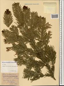 Abies nordmanniana (Steven) Spach, Caucasus, North Ossetia, Ingushetia & Chechnya (K1c) (Russia)