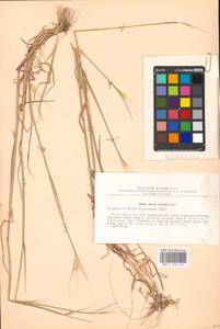 Secale sylvestre Host, Eastern Europe, South Ukrainian region (E12) (Ukraine)