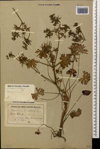 Geranium dissectum L., Caucasus, Azerbaijan (K6) (Azerbaijan)