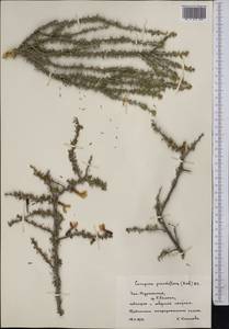 Caragana grandiflora (M.Bieb.)DC., Middle Asia, Kopet Dag, Badkhyz, Small & Great Balkhan (M1) (Turkmenistan)